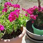Smaro's House * Σκάλα Καλλιράχης
